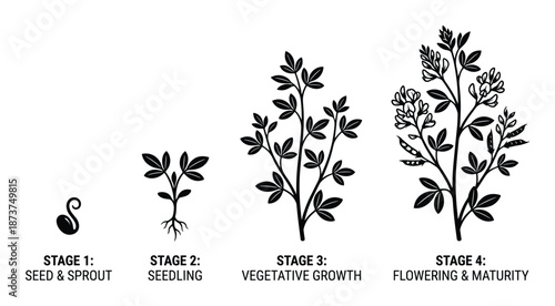 Onion Plant Growth Stages: Seed, Seedling, Vegetative, Flowering and Maturity