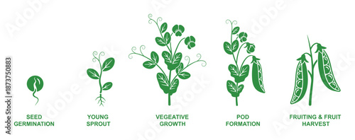 Pea Plant Growth Stages Vector Illustration Life Cycle from Seed Germination to Fruiting and Harvest