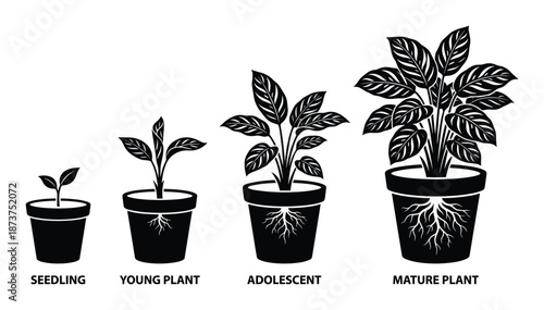 Plant Growth Stages Illustration: Seedling, Young Plant, Adolescent, Mature Plant