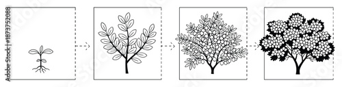 Plant Growth Stages Diagram: Seedling to Mature Tree Illustration