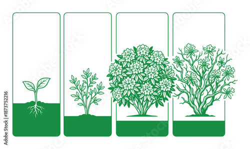 Plant Growth Stages Vector Illustration Diagram in Detail, Life Cycle Germination, Seedling, Vegetative Maturity