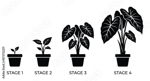 Plant Growth Stages Vector Illustration of Life Cycle from Sprout to Mature