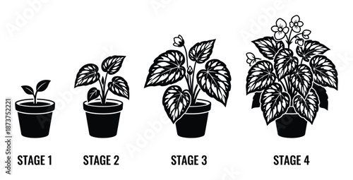 Plant growth stages vector illustration, from seedling to flowering, botanical development process, black and white diagram