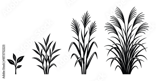 Plant Growth Stages Vector Illustration of plant life cycle from seed to maturity