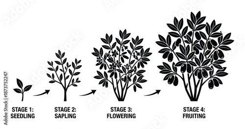 Plant growth stages vector illustration, from seedling to fruiting, with arrows showing development stages.