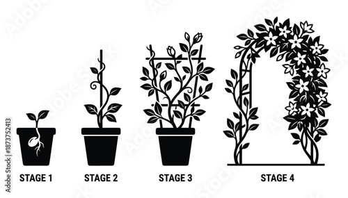 Plant Growth Stages Vector Illustration, Life Cycle from Seedling to Full Bloom