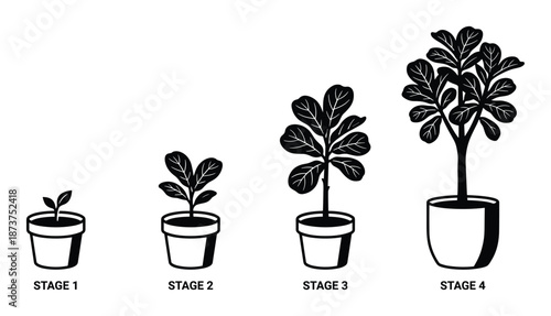 Plant Growth Stages Vector Illustration, Life Cycle Germination Seedling, Vegetative Maturity diagram