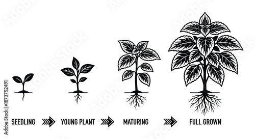 Plant Growth Stages Vector Illustration, Seedling to Full Grown Plant Diagram