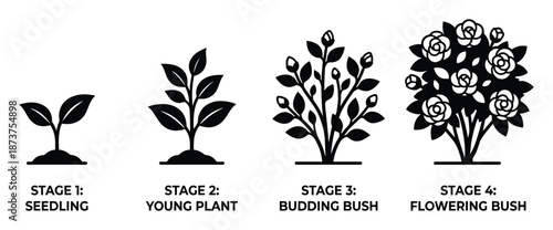 Rose Bush Growth Stages Vector Illustration, Seedling to Flowering Bush Life Cycle