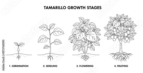 Tamarillo Growth Stages Vector Illustration, Germination, Seedling, Flowering, and Fruiting Cycle