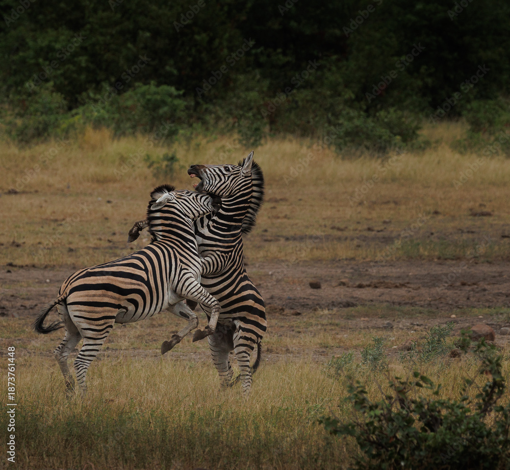 Obraz premium zebra stallions fighting