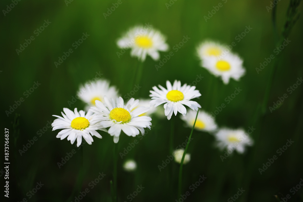 Fototapeta premium Close-Up of White Daisies with Yellow Centers Against Lush Green Background