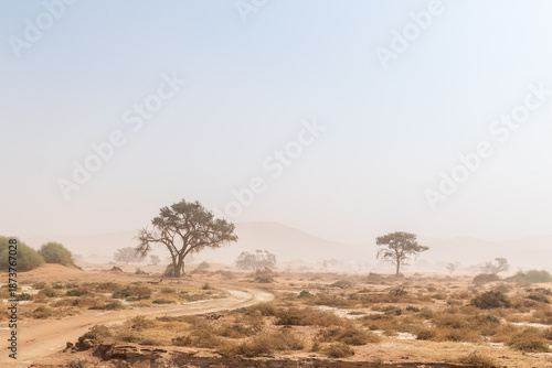 Canvastavla A tree-lined landscape in the Namibia sossusvlei in limited visibility, due to a sandstorm