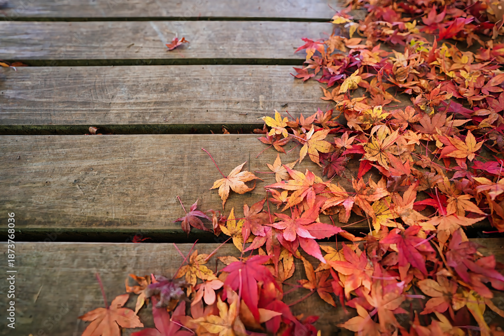 Obraz premium 木板の上に並ぶ紅葉の落ち葉