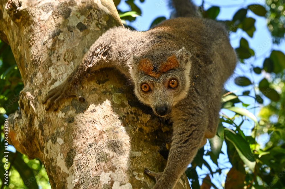 Fototapeta premium Crowned lemur (Eulemur coronatus) peering curiously out from behind the tree Madagascar