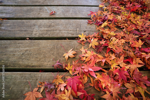 木板の上に並ぶ紅葉の落ち葉