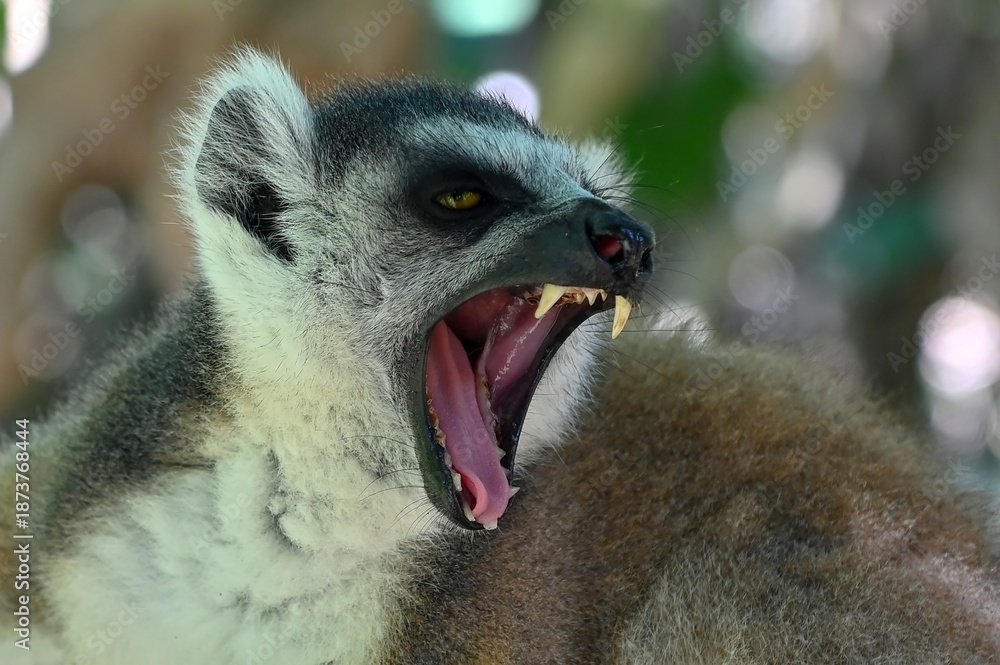 Fototapeta premium Ringtailed lemur – Lemur catta. Close Up , Nature of Madagascar