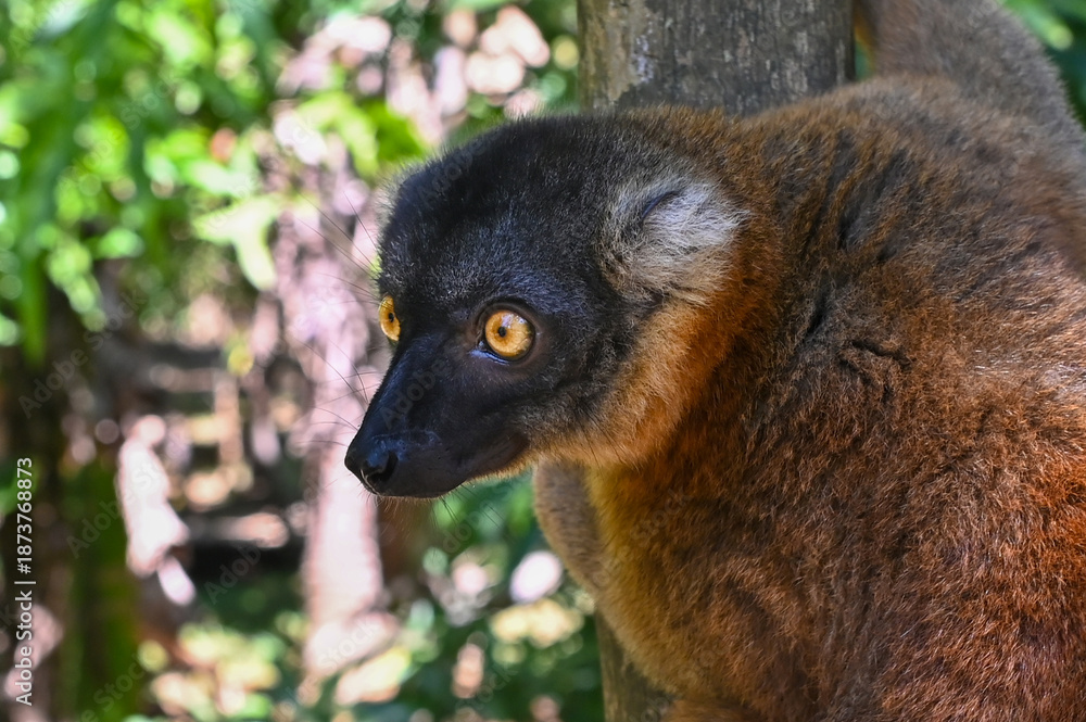 Obraz premium Common brown lemur, Eulemur fulvus, Madagascar nature,
