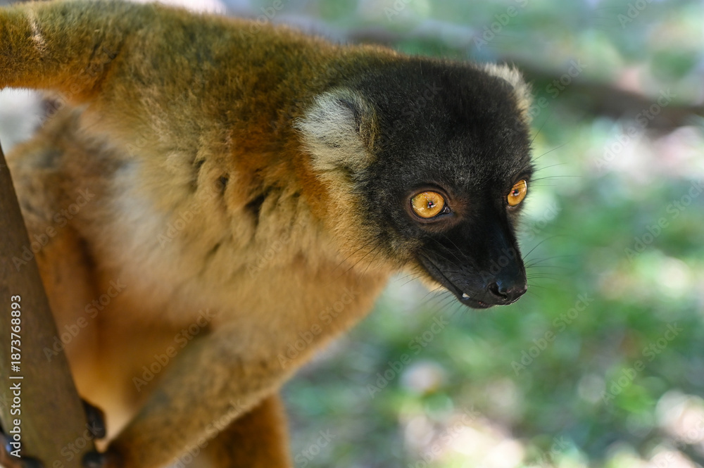Fototapeta premium Common brown lemur, Eulemur fulvus, Madagascar nature,