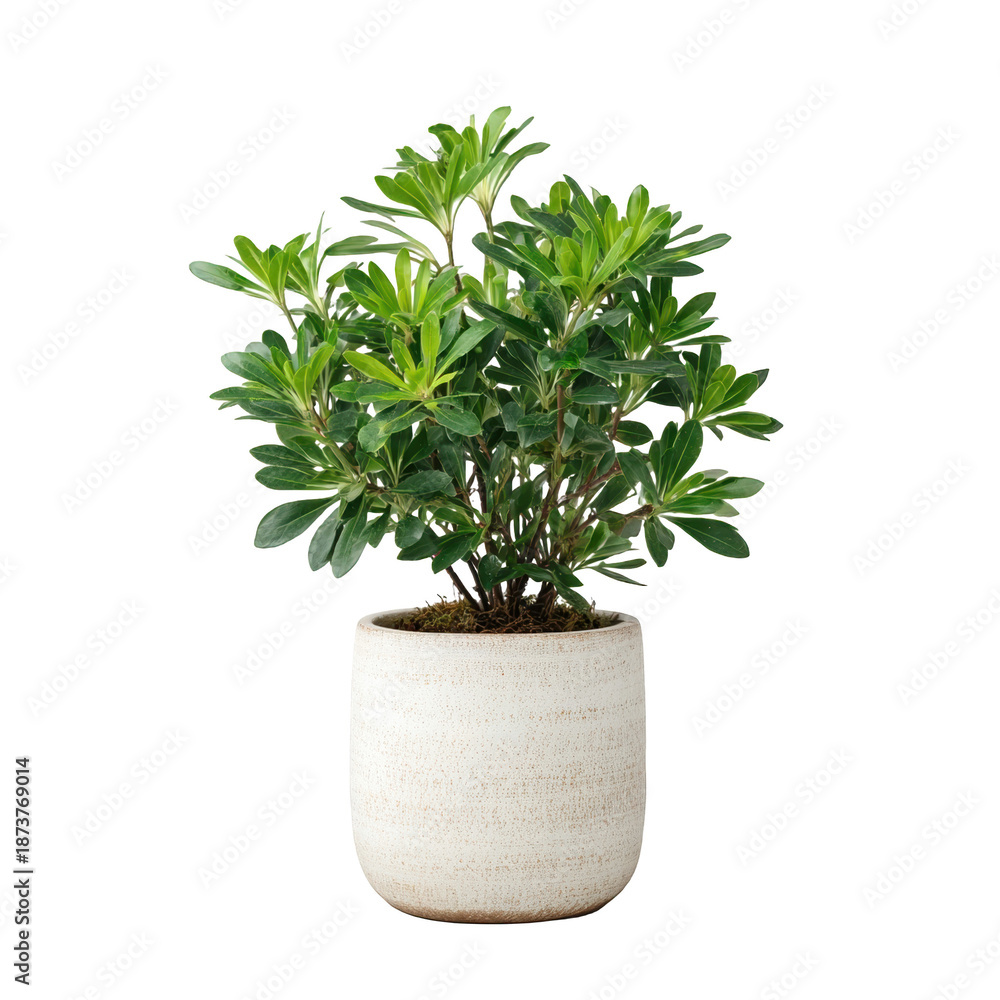 Fototapeta premium Beautiful indoor plant in a ceramic pot.