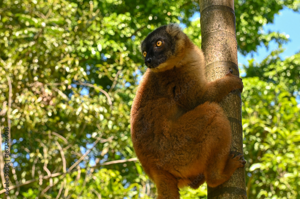 Obraz premium Common brown lemur, Eulemur fulvus, Madagascar nature,