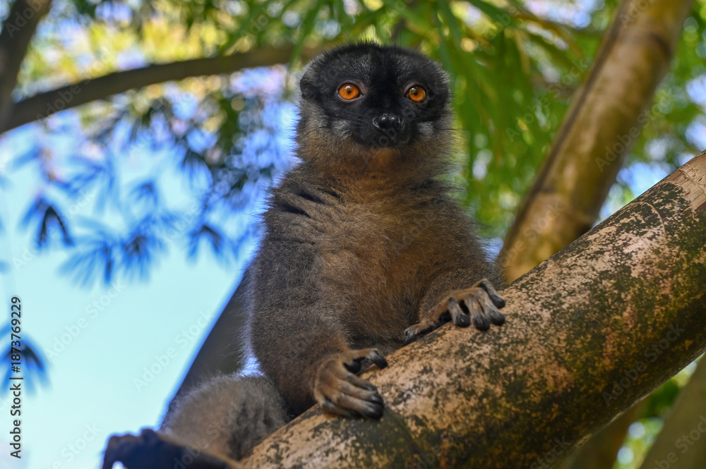 Fototapeta premium Common brown lemur - close up, portrait Eulemur fulvus , Madagascar nature.