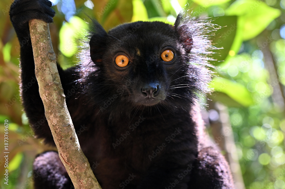 Fototapeta premium Portrait of adult male black lemur Eulemur macaco. Nature of Madagascar.