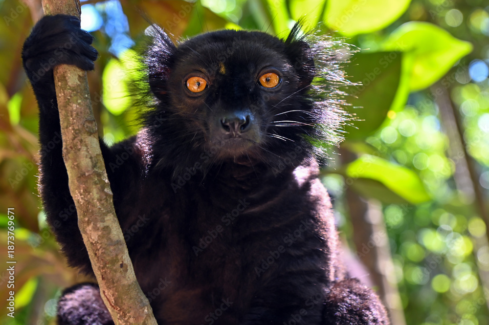 Fototapeta premium Portrait of adult male black lemur Eulemur macaco. Nature of Madagascar.