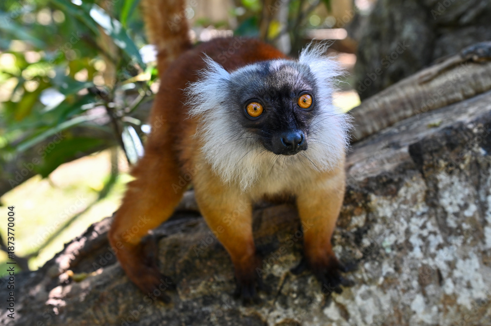 Fototapeta premium The detail of black lemur - Eulemur macaco, female. Madagascar nature. 
