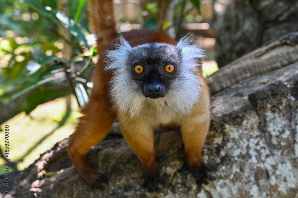 Fototapeta premium Black lemur - Eulemur macaco female in the wild of the Madagascar forest