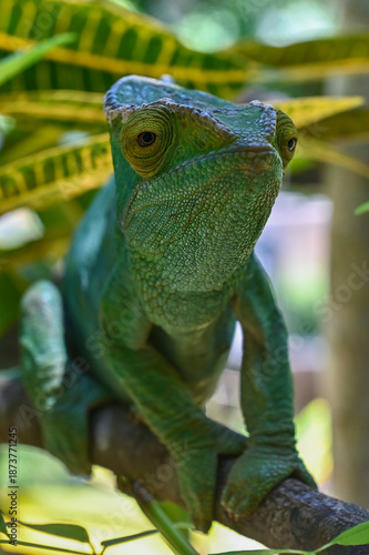 Parson’s chameleon (Calumma parsonii) in tropical rainforest, Madagascar