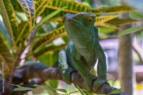 Parson’s chameleon (Calumma parsonii) in tropical rainforest, Madagascar