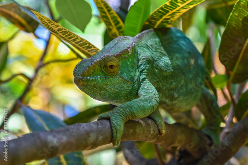 Parson’s chameleon (Calumma parsonii) in tropical rainforest, Madagascar