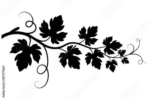 A black silhouette of a grapevine branch with leaves on white background