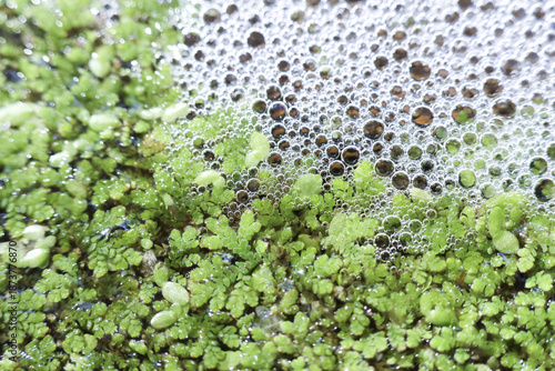 Green duckweed floating plants and white foam bubbles on water surface create abstract texture of natural ecosystem pollution showing dirty environment and ecology danger