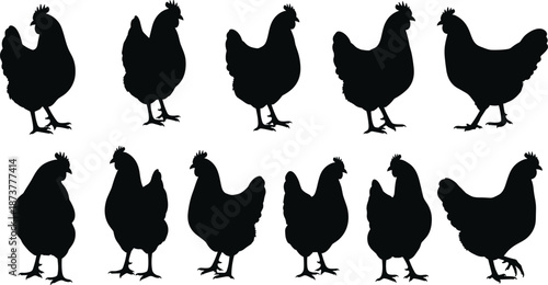 Silhouettes of chickens standing and walking in different poses, representing poultry farming, agriculture, livestock production, and animal illustration in simple black silhouette style