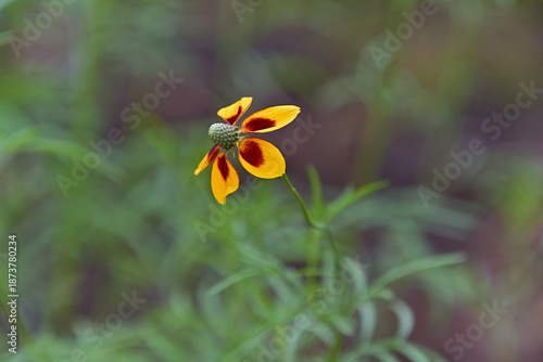 メキシカンハットとも呼ばれるラティビダの花