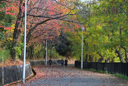 サクラの紅葉が歩道に沢山散っている晩秋の風景