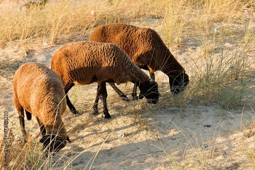Grazing sheep on the northernmost point of Africa, Cape Angela,  at sunset. Tunisia.