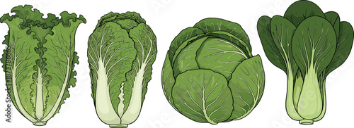 Fresh organic leafy green vegetables set including cabbage napa lettuce and bok choy vector illustration isolated on white background for healthy food cooking design.