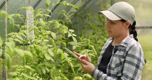Female farmer checks plants in greenhouse using tablet. Greenhouse work shows modern plant care. Woman touches leaves in greenhouse and monitors climate. Sustainable farming and organic food concept.