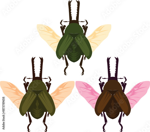 collection of butterflies