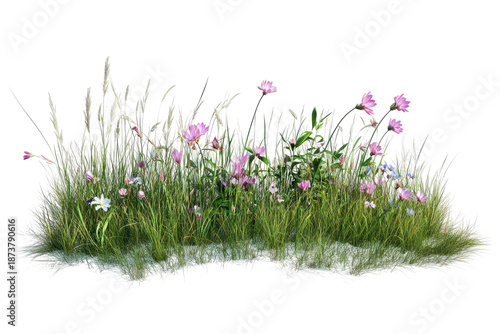 Grassy patch, pink wildflowers and wispy white foliage