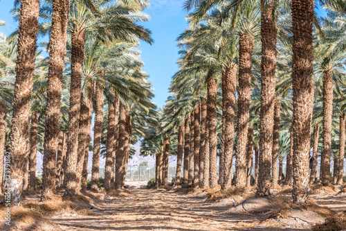 Plantation of date palms. It is iconic ancient plant, famous food crop and no...