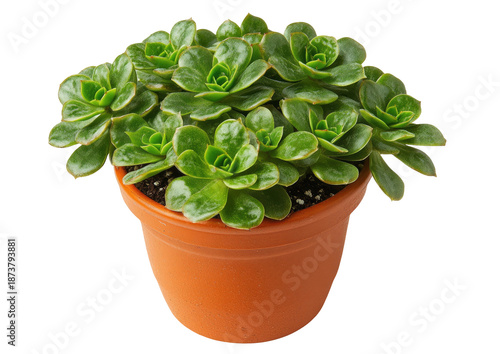Green succulent plant in terracotta pot