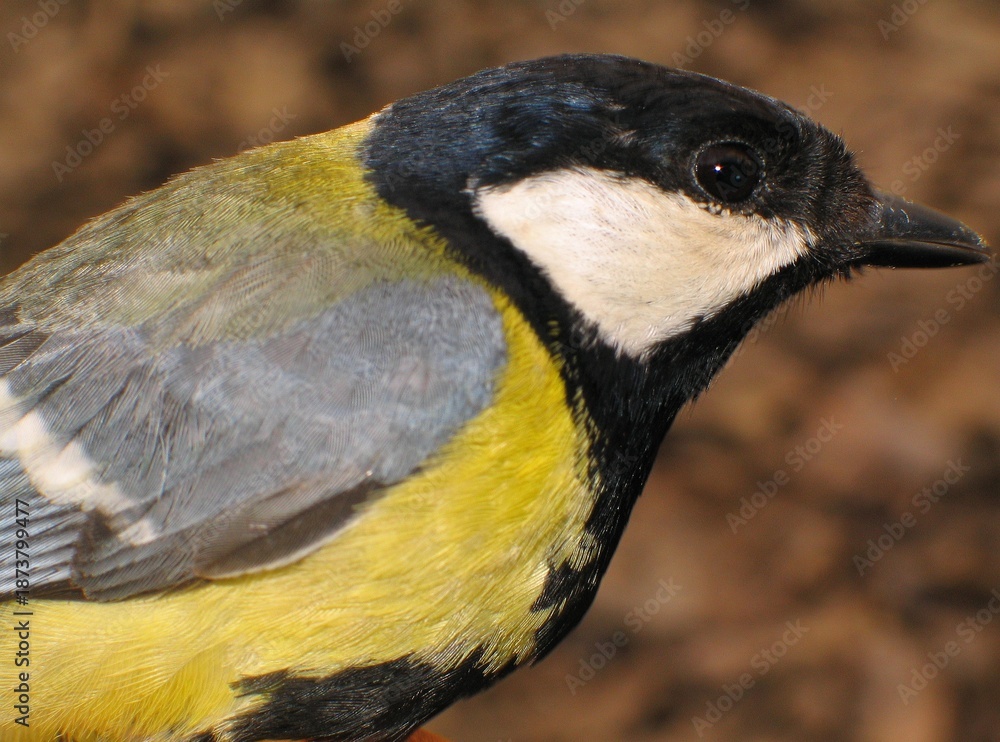 Obraz premium Great Tit - Parus major