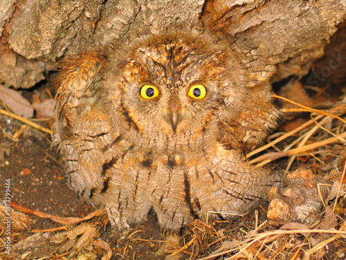 Eurasian Scops-Owl - Otus scops