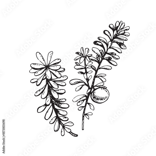 Ink line drawing of crowberry branches with leaves and a berry, in vintage botanical engraving style, usable for labels, packaging, prints, herbal branding and nature themed design.