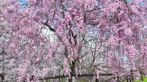 beautiful Spring day, sakura Cherry blossom against blue sky in park, Shidarezakura Weeping Cherry blooming in sunshine day. Japan Travel background, template and wallpaper for spring season