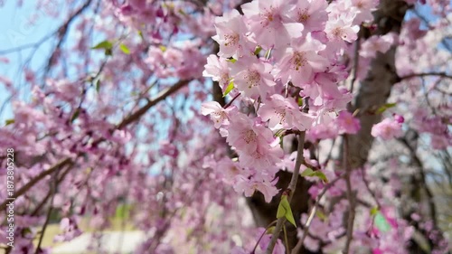 beautiful Spring day, sakura Cherry blossom against blue sky in park, Shidarezakura Weeping Cherry blooming in sunshine day. Japan Travel background, template and wallpaper for spring season